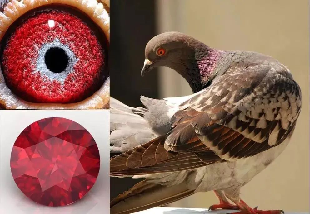 Pigeon blood red ruby